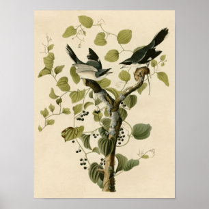 Vintager Dummkopf Shrike Plakat-Druck Poster