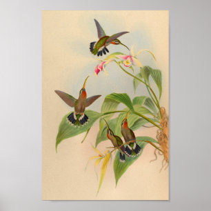 Vintager Einsiedler-Kolibri-Druck 1861 Poster