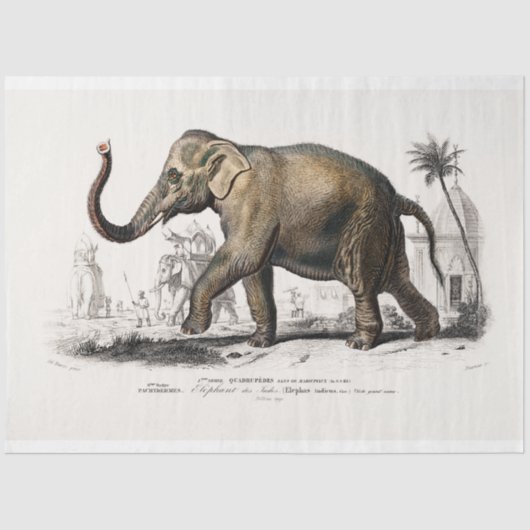 Vintager Elefant Seidenpapier (Vorderseite)