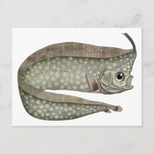 Vintager, entkörnter Orangenfisch, Meeresaquatisch Postkarte