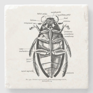 Vintager Entomologie Hydrophilidae Reiniger-Käfer Steinuntersetzer