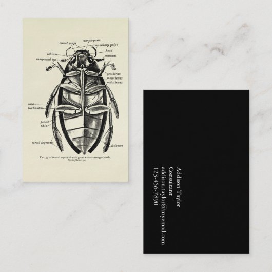 Vintager Entomologie Hydrophilidae Reiniger-Käfer Visitenkarte (Vorne/Hinten)