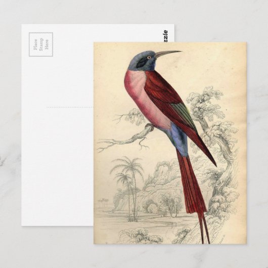 Vintager Exotic Bird Postkarte (Vorne/Hinten)