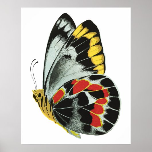 Vintager exotischer Schmetterling 4 Poster (Vorne)