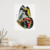 Vintager exotischer Schmetterling 4 Poster (Küche)