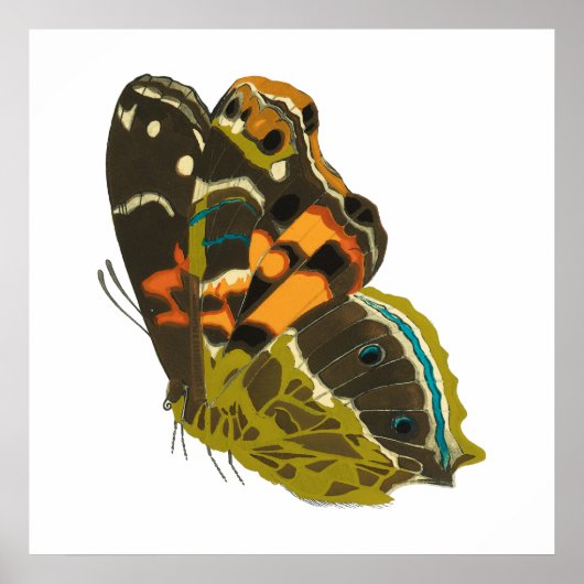 Vintager exotischer Schmetterling 5 Poster (Vorne)