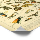 Vintager Farbinsekten-Kunst-Druck Poster (Ecke)