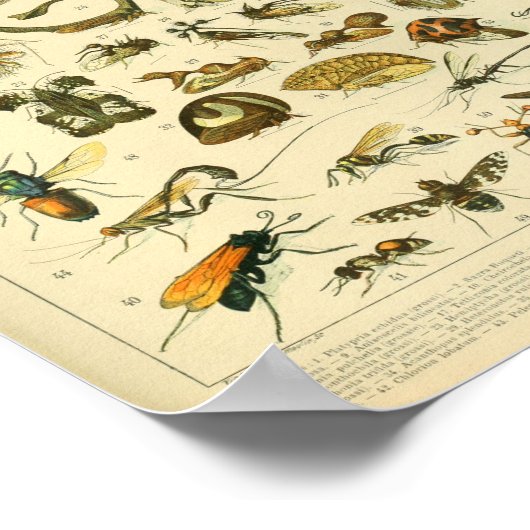Vintager Farbinsekten-Kunst-Druck Poster (Ecke)