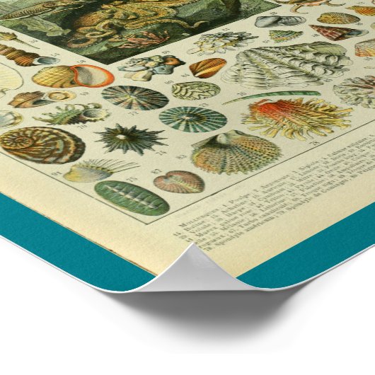 Vintager FarbMeereswelt-Muschel-Druck Poster (Ecke)