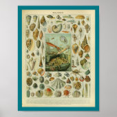 Vintager FarbMeereswelt-Muschel-Druck Poster (Vorne)