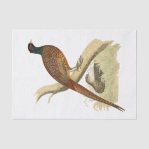 Vintager Fasan auf dem Zweigspiel-Vogel Zeichnend Seidenpapier