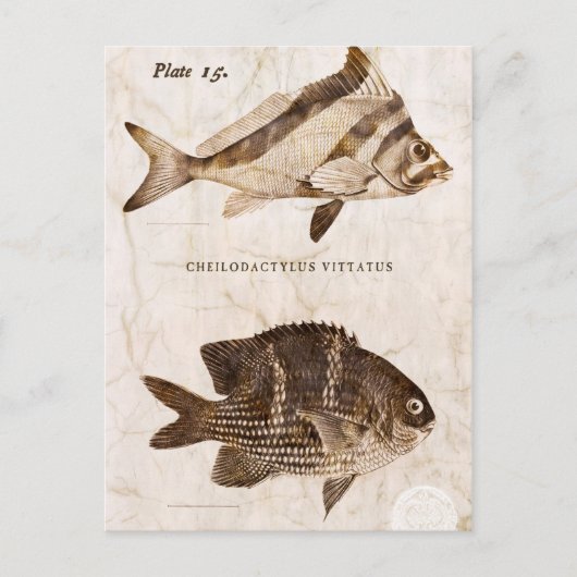 Vintager Fisch Antike Marine Retro Meereswelt Postkarte (Vorderseite)