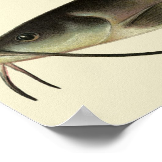 Vintager Fisch, Meeresfauna Poster (Ecke)