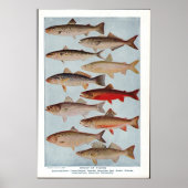 Vintager Fisch Poster (Vorne)