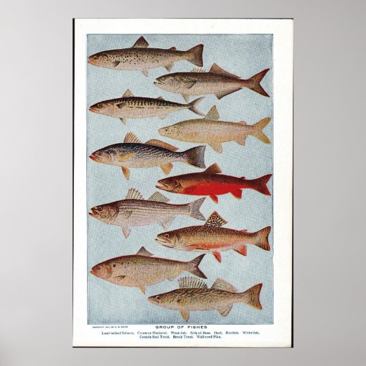 Vintager Fisch Poster (Vorne)