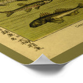 Vintager Fisch Smelt Minze Naturgeschichte Poster (Ecke)