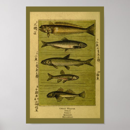 Vintager Fisch Smelt Minze Naturgeschichte Poster (Vorne)