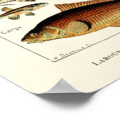 Vintager Fisch von Adolphe Millot Poster (Ecke)