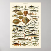 Vintager Fisch von Adolphe Millot Poster (Vorne)