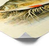 Vintager Fischdruck 013 | Perle Poster (Ecke)
