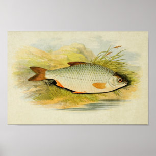 Vintager Fischdruck 016   Roach Poster