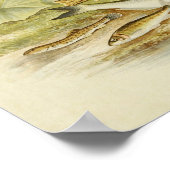 Vintager Fischdruck 018 | Loach, Minnow und Bleak Poster (Ecke)