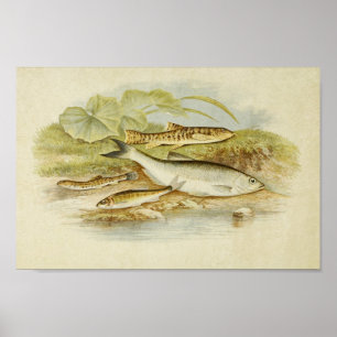 Vintager Fischdruck 018   Loach, Minnow und Bleak Poster