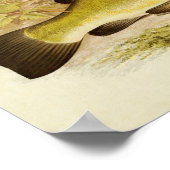Vintager Fischdruck 020 | Tench Poster (Ecke)