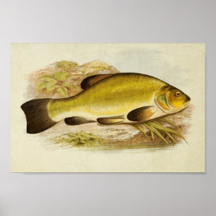 Vintager Fischdruck 020   Tench Poster
