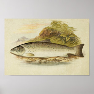 Vintager Fischdruck 025 Meerforelle Poster