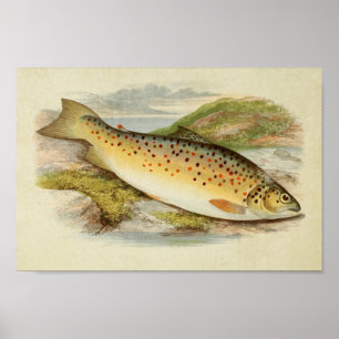 Vintager Fischdruck 026   Gillaroo Poster