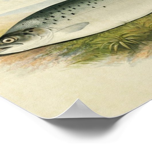 Vintager Fischdruck 032 | Lachsforelle Poster (Ecke)