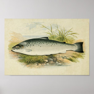 Vintager Fischdruck 032   Lachsforelle Poster