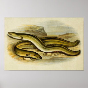 Vintager Fischdruck 035 Aale mit breiter Nase Poster