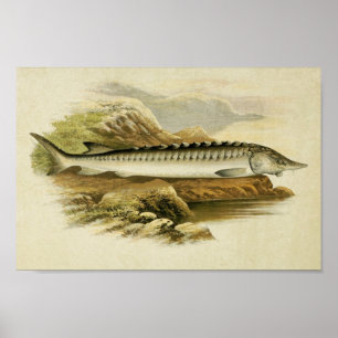 Vintager Fischdruck 037   Sturgeon Poster