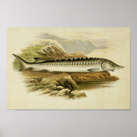 Vintager Fischdruck 037 | Sturgeon Poster (Vorne)