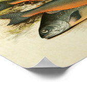 Vintager Fischdruck 040 | Sammelcharta Poster (Ecke)