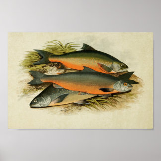 Vintager Fischdruck 040 | Sammelcharta Poster