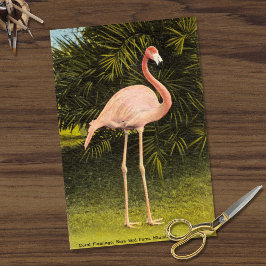 Vintager Flamingo-Coral in Miami FL Rare Bird Farm Seidenpapier