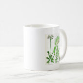 Vintager Fleisch fressender Pflanzen-Druck Kaffeetasse (VorderseiteRechts)