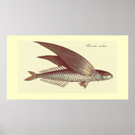 Vintager Fliegenfisch Poster (Vorne)