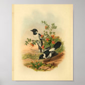 Vintager Flycatcher Black Bird Poster (Vorne)