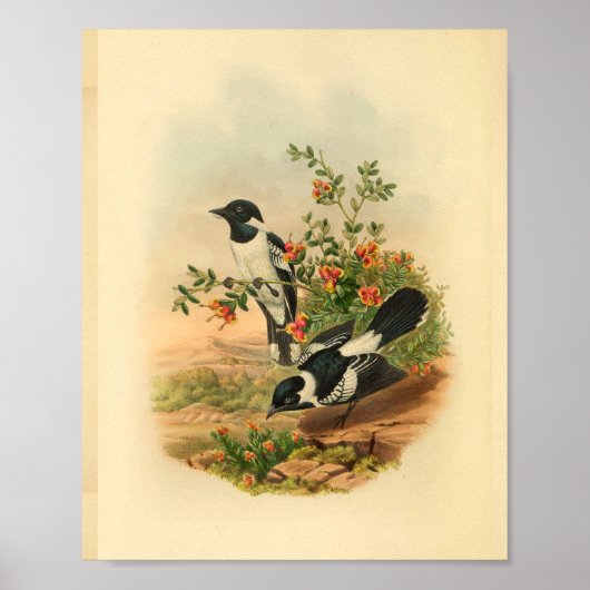 Vintager Flycatcher Black Bird Poster (Vorne)
