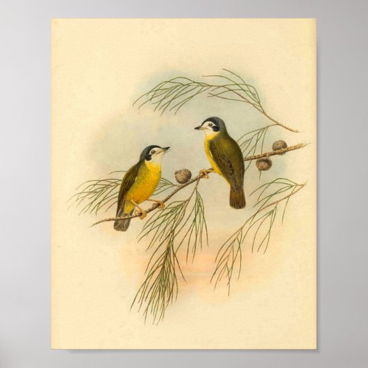 Vintager Flycatcher-Gelbvogel Poster (Vorne)