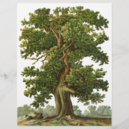 Vintager Flyer für Eichenbaum (Vorne)