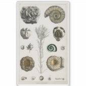 VINTAGER FOSSILS CHART TRANSPARENT STICKER (Vorderseite)