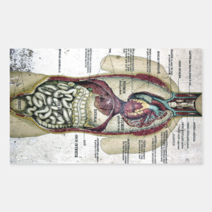 Vintager französischer Anatomie-Aufkleber Rechteckiger Aufkleber