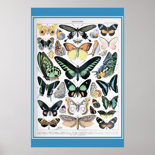Vintager französischer Schmetterling-Kern Poster (Vorne)