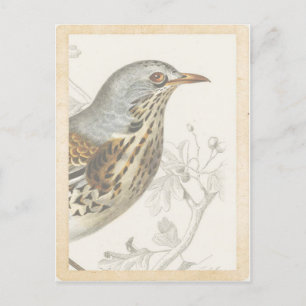 Vintager französischer Vogel auf Zweigblattkarte Postkarte