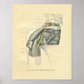Vintager Frohse Anatomische Anteriore Poster (Vorne)